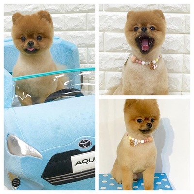brown cute dog