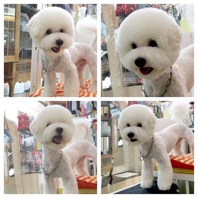 Asian fusion style white dog
