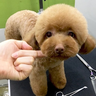 asian fusion style brown dog