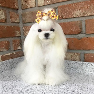 white dog with ribbon