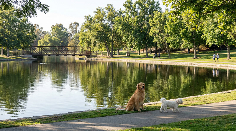 A serene lakeside scene at Yorba Regional Park in Anaheim. A medium-sized golden retriever sits calmly on the grass near a walking path, while a small white fluffy dog walks beside it. In the background, a wooden bridge crosses the calm water, surrounded by lush green trees under a bright sky.