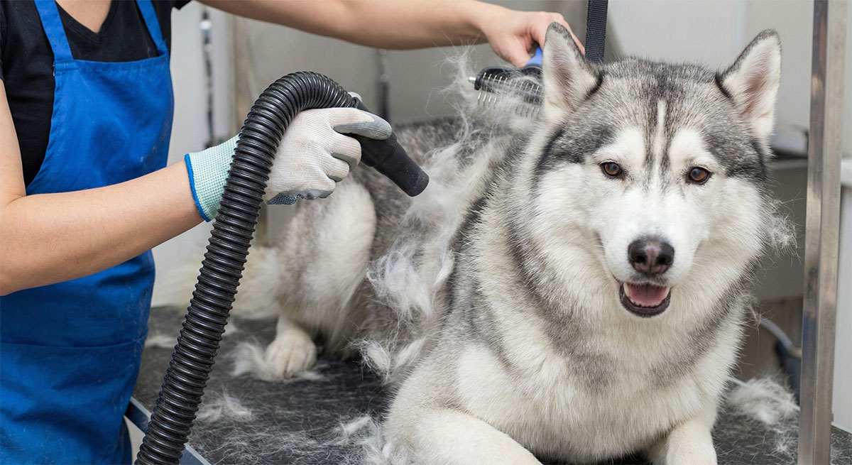 Close-up of a Husky receiving a deshedding treatment with a high-velocity dryer and brush.