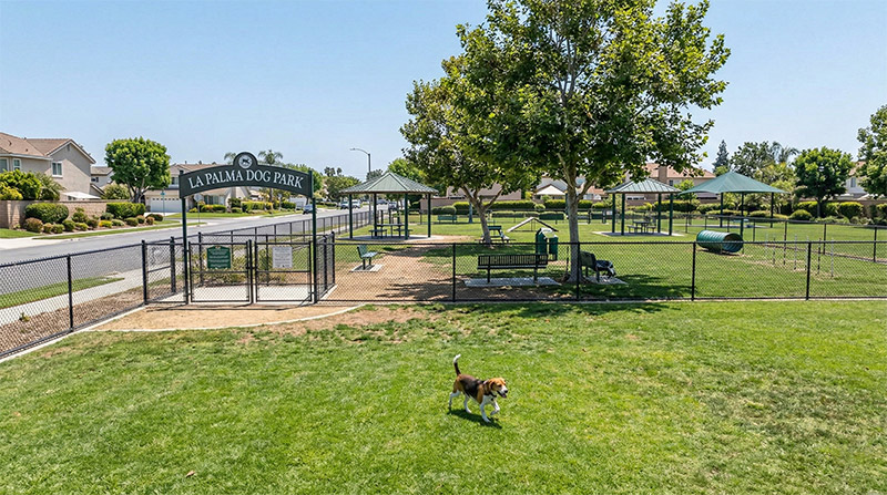 A bright, high-detail photo of the entrance and play area of La Palma Dog Park. A single beagle runs across the well-maintained green grass. The park features black chain-link fencing, agility equipment, shaded seating areas, and a clear view of the quiet suburban neighborhood under a sunny sky.