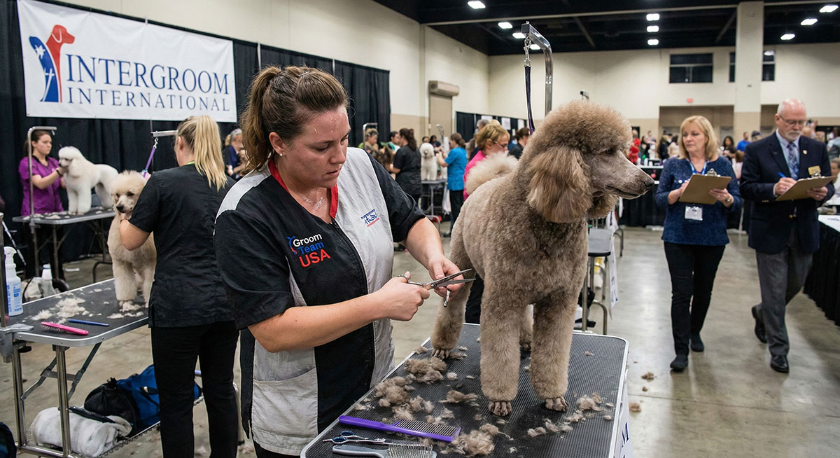 A professional groomer carefully scissoring a poodle's leg at a competition.