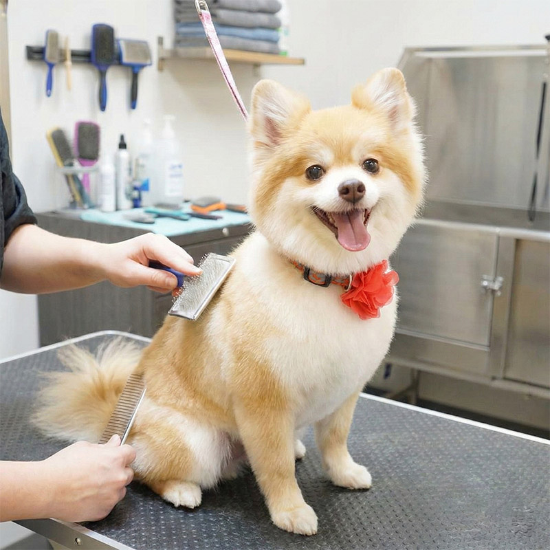 A close-up shot of a happy Pomeranian with a red flower collar sitting on a grooming table. A groomer’s hands are visible using a slicker brush and a metal comb to groom the dog's light brown and white fur. The dog has its tongue out in a cheerful expression, with a stainless steel tub and grooming supplies visible in the soft-focus background.