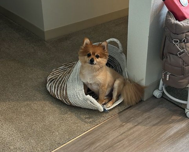 Pomeranian Chihuahua