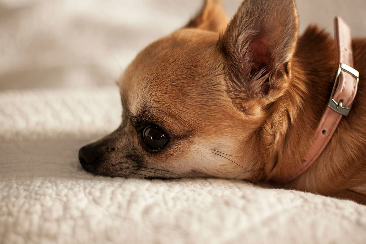 chihuahua face on the bed
