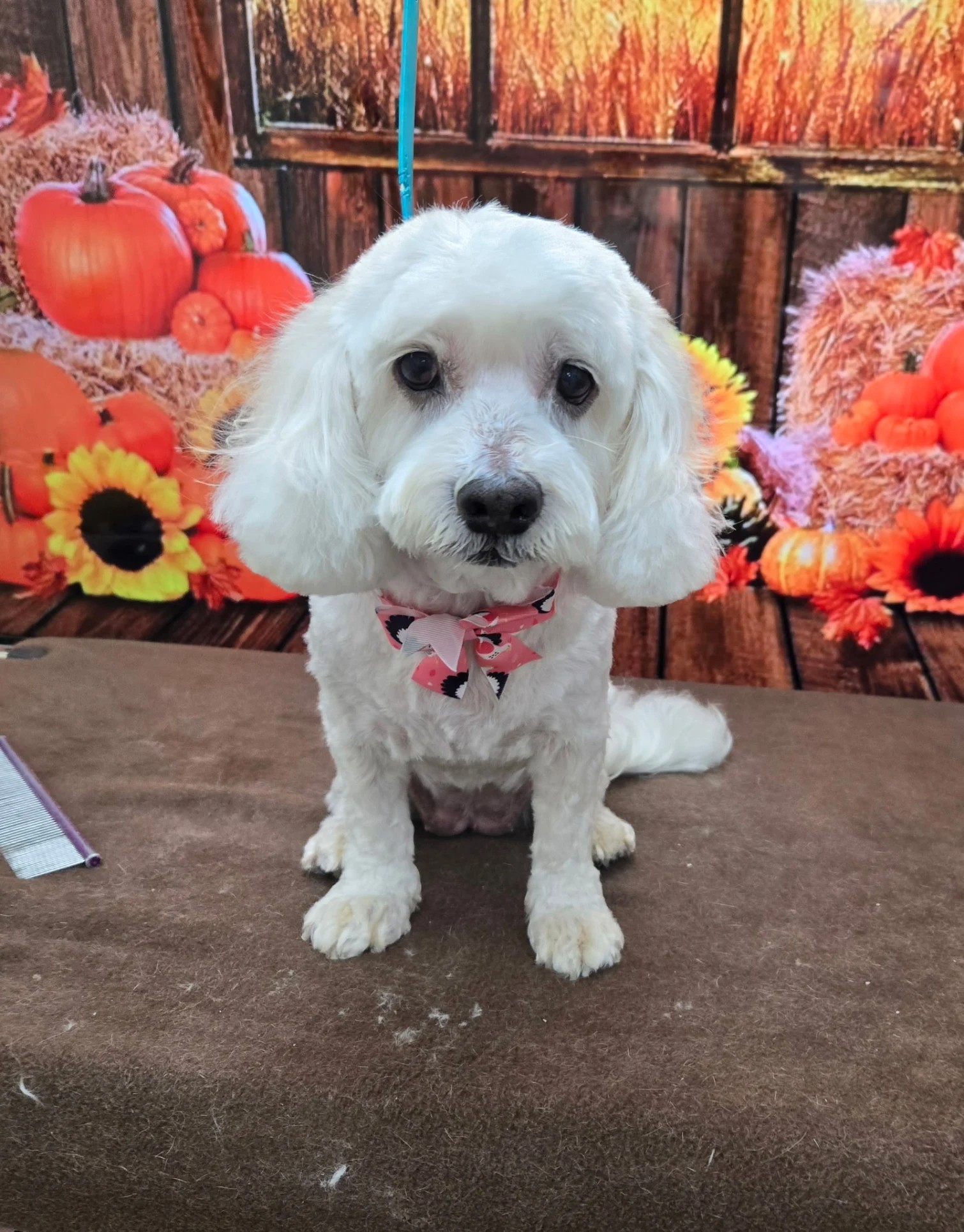 A white Maltese-mix dog with a pink patterned bow tie sitting against a harvest-themed background with pumpkins and sunflowers.