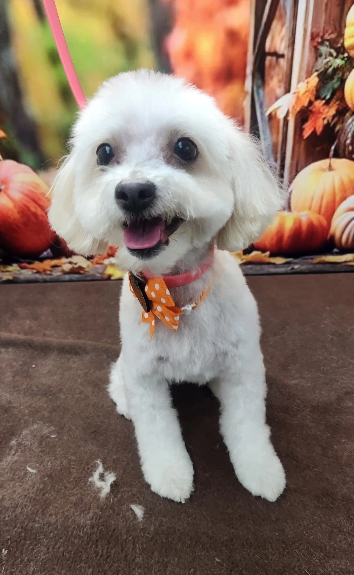A small white fluffy dog wearing an orange polka-dot bow tie, posing in front of a fall-themed pumpkin background.