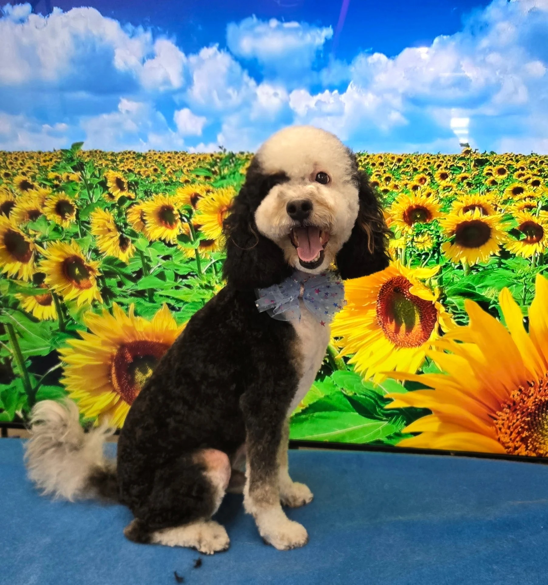 A black and white poodle mix with a blue starry bow tie sitting in front of a sunflower field backdrop.