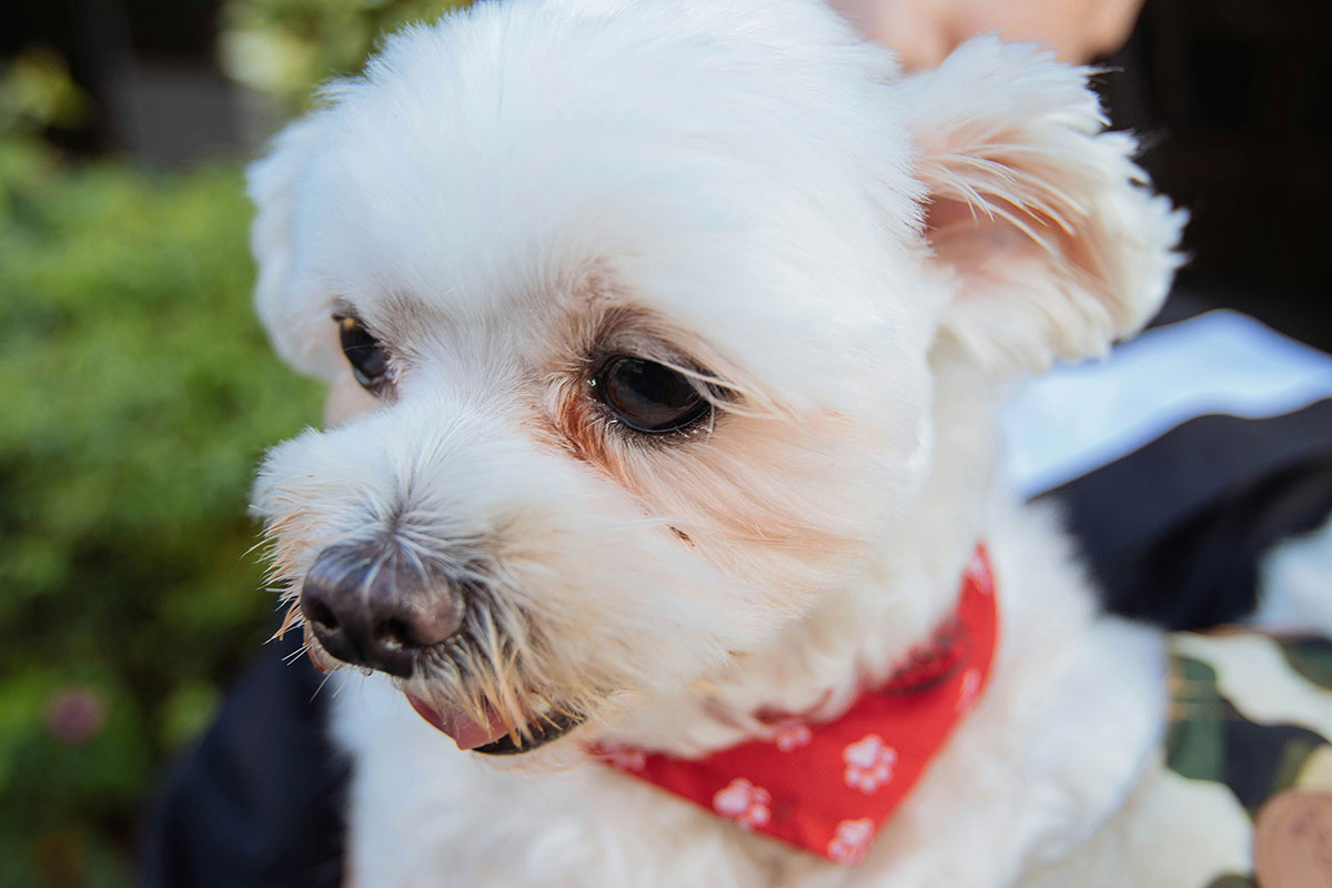 cute maltese with a red scarf