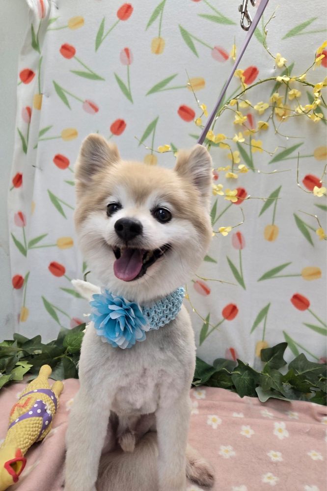 A happy white and light brown Pomeranian dog