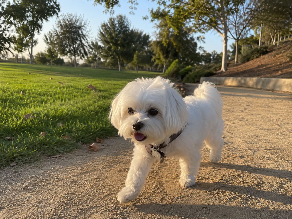 A small white Maltese walking along a sun-drenched dirt path during a late afternoon stroll.