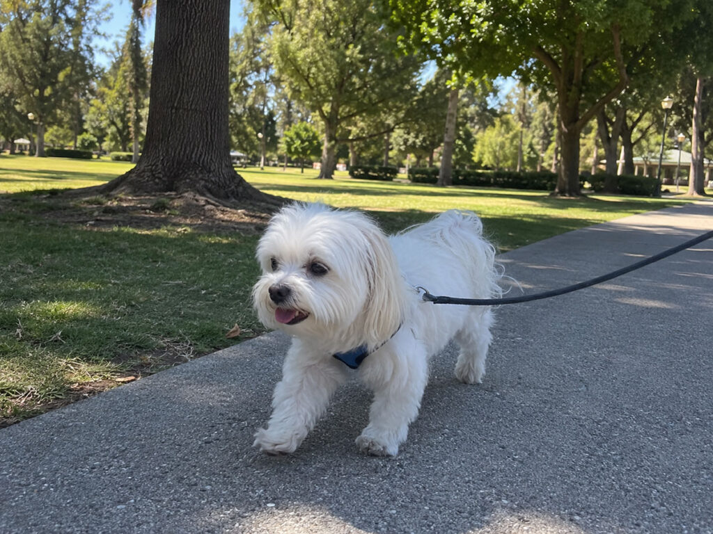 A white Maltese on a black leash walking along a paved park path shaded by large trees.