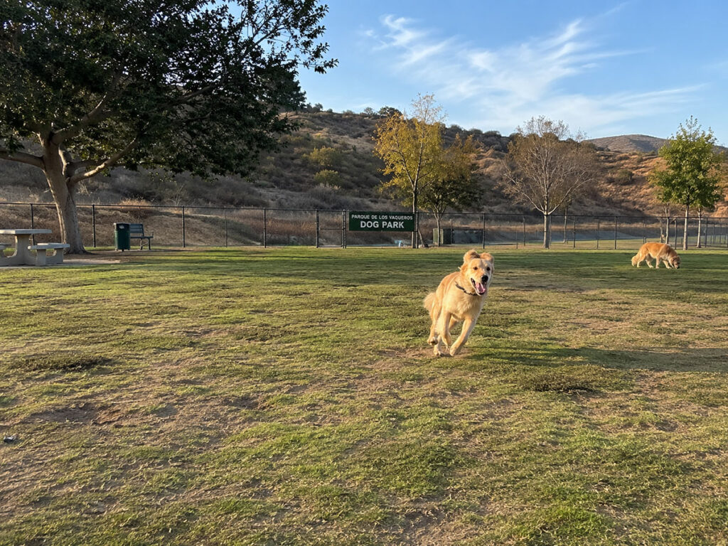 A golden retriever happily running toward the camera in a grassy, fenced-in dog park with hills in the background.