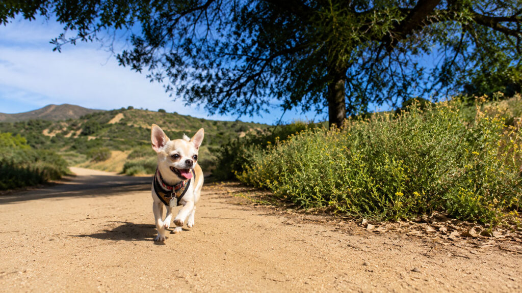 A small tan Chihuahua walking confidently on a dirt hiking trail under the shade of a tree.