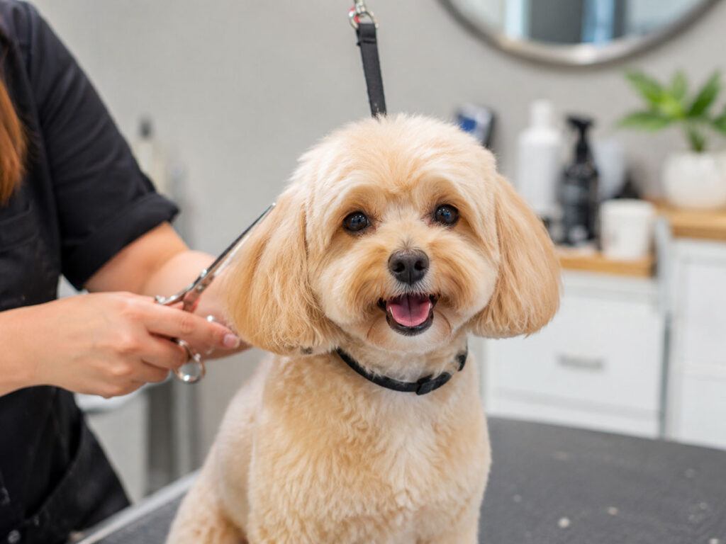 A smiling, light-tan poodle mix looking at the camera while a groomer trims its ears with scissors.