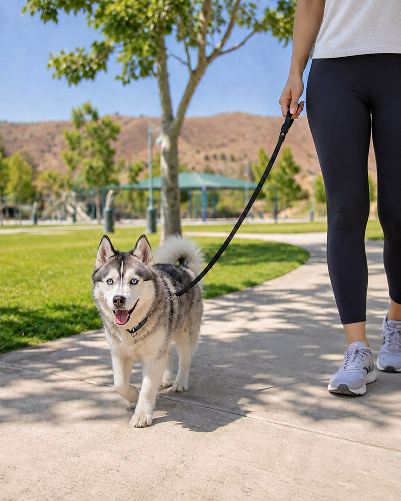 A Siberian Husky with bright blue eyes walking on a leash along a paved sidewalk in a sunny park next to its owner.