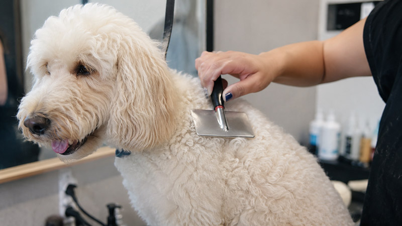 Groomer brushing a curly Poodle coat with a slicker brush to prevent matting