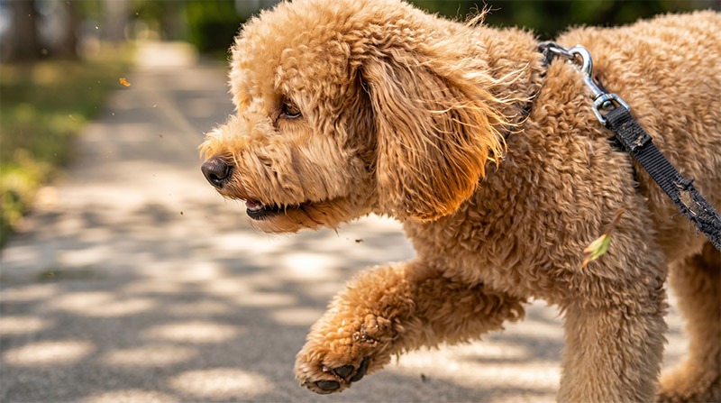 Goldendoodle with a teddy bear cut walking on a sunny sidewalk during a grooming-friendly outdoor stroll