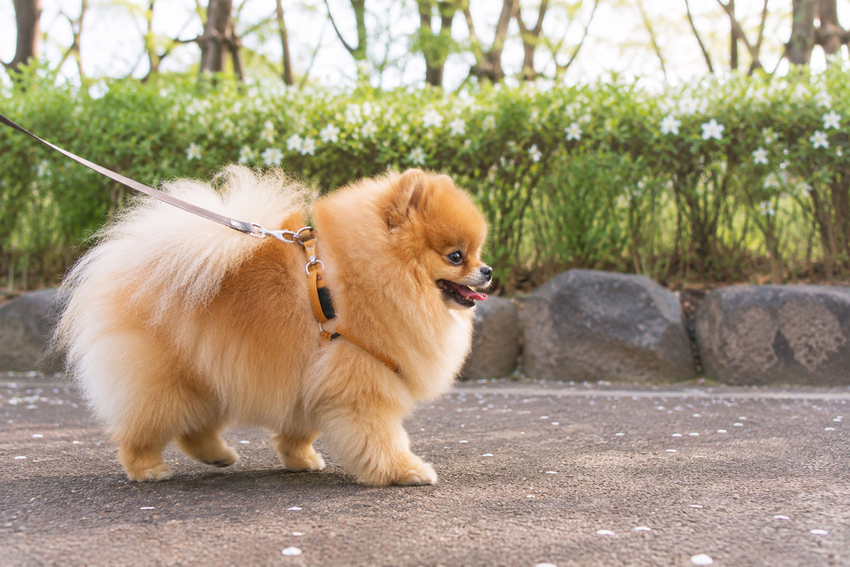 A highly fluffy, light orange Pomeranian walks in profile on an asphalt park path, wearing a leather harness and leash. The dog is looking ahead with its tongue out. Fallen white petals are scattered on the ground, and a blurred hedge with flowers is in the background.