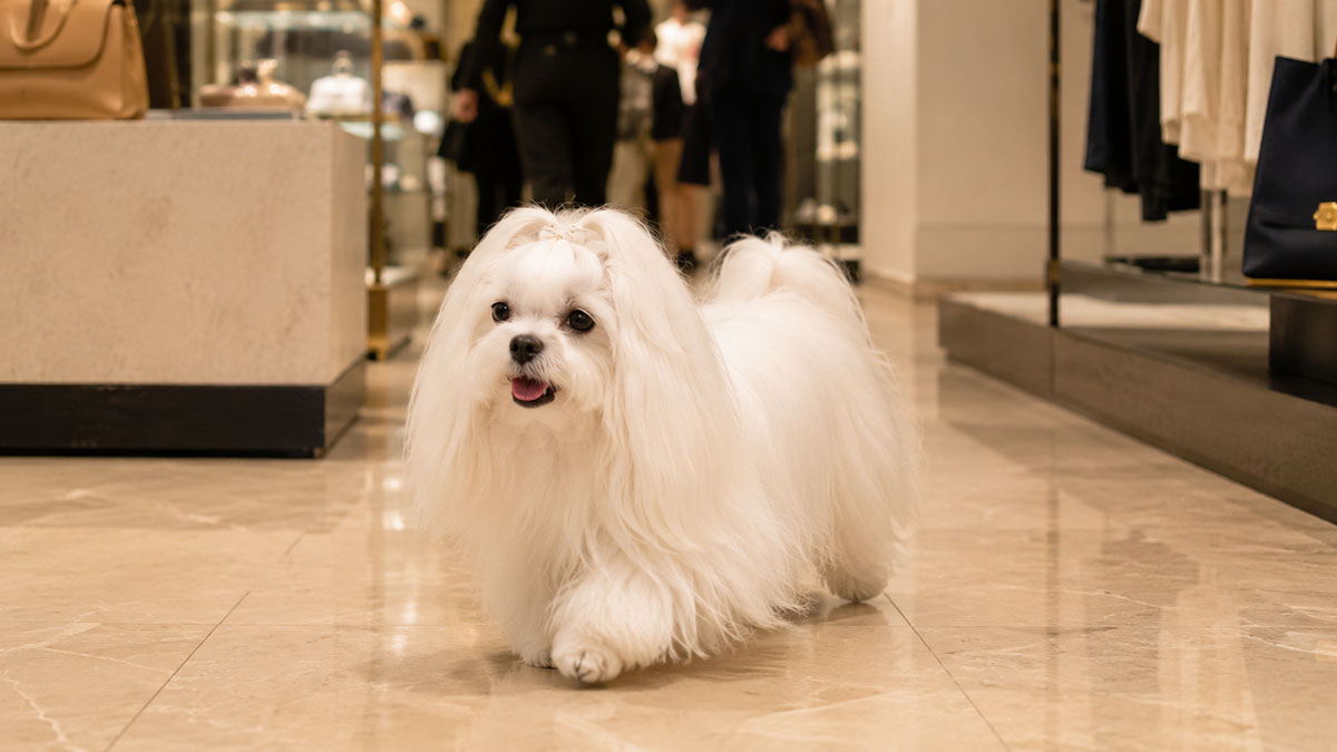 A Maltese with long, groomed white fur and a top knot bow walks confidently forward on a reflective marble floor in a brightly lit, high-end store interior. The dog is in mid-stride with its mouth slightly open. The background shows blurred people and shopping displays.