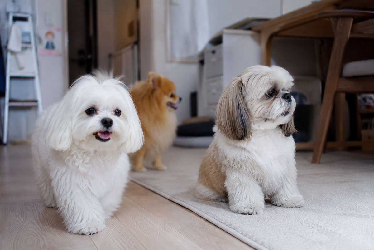 Two small dogs are sitting on different surfaces in a bright home interior: a white Maltese is on the wooden floor, looking and smiling toward the camera with its tongue out, while a fawn and white Shih Tzu sits in profile on a white rug. A blurred Pomeranian is in the far background.