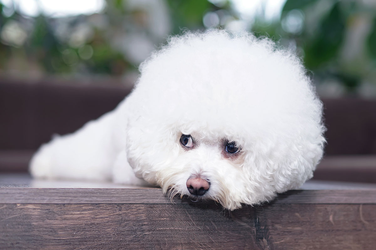 Fluffy white Bichon Frise with a groomed powder puff coat resting on a wooden floor
