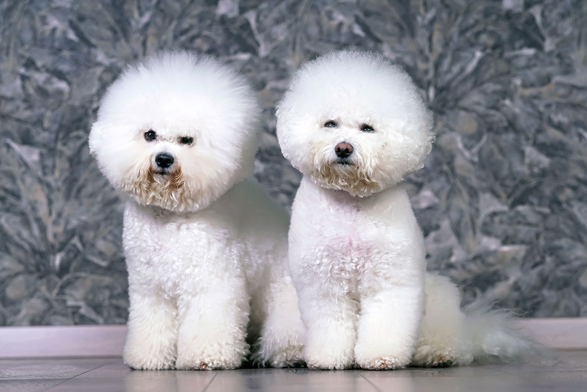 Two white Bichon Frises with rounded powder puff grooming styles