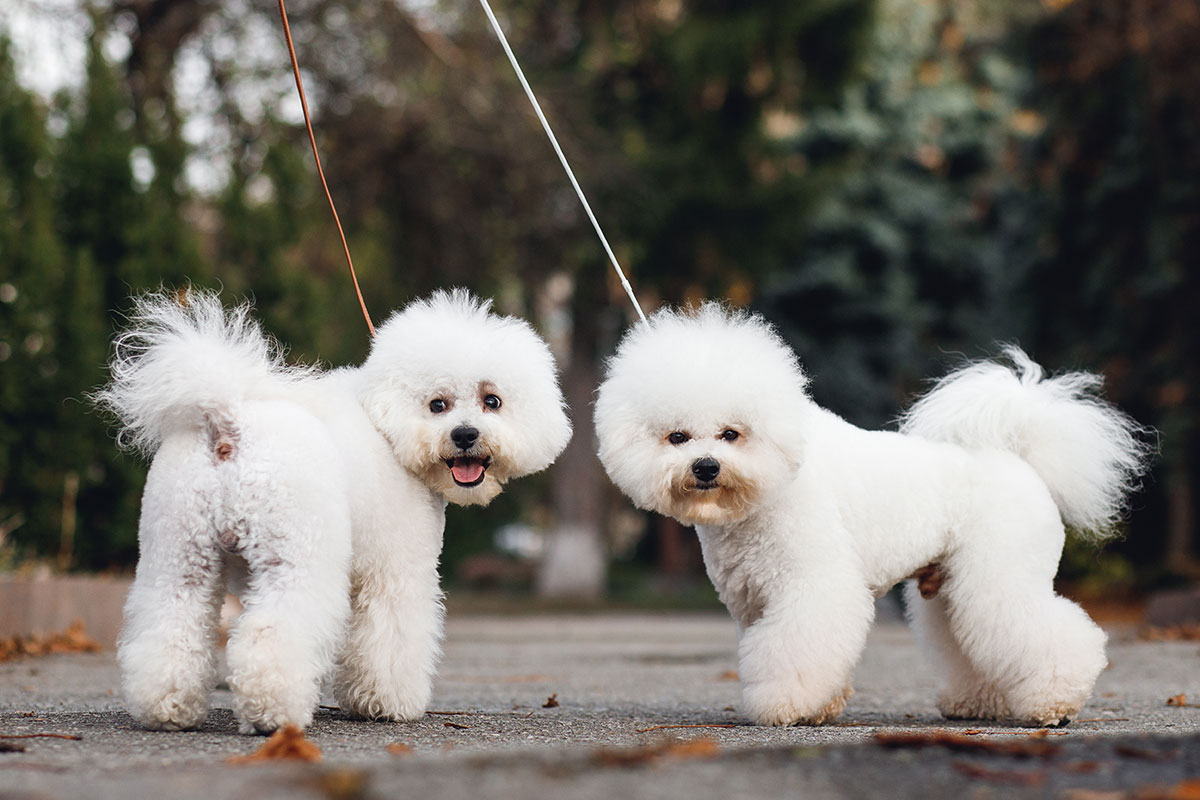 Two freshly groomed Bichon Frises on a walk outdoors