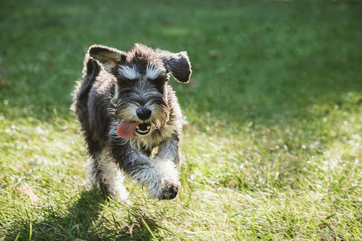 Miniature Schnauzer running outdoors with a neatly groomed coat, eyebrows, and beard