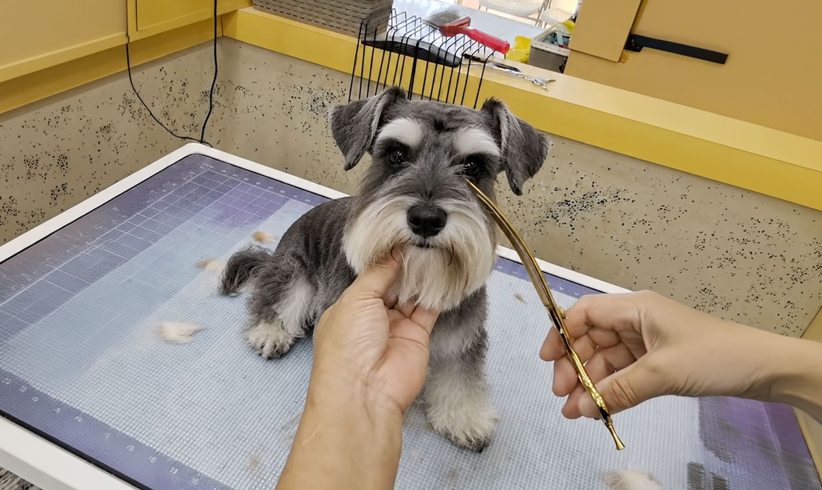 Miniature Schnauzer receiving a professional face trim at Pawradise Grooming in Yorba Linda