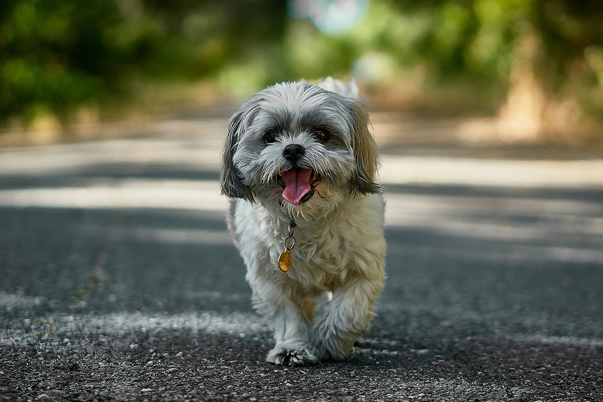shih-tzu walking on the street